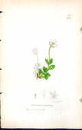 Antique Print Cerastium Latifolium British Plants Botany 1847 Sowerby Smith