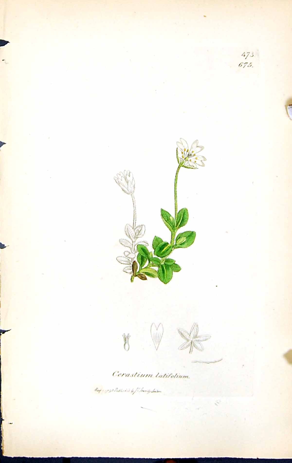 Antique Print Cerastium Latifolium British Plants Botany 1847 Sowerby Smith