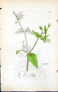 Antique Print Cerastium Aquaticum British Plants Botany 1847 Sowerby Smith 19th