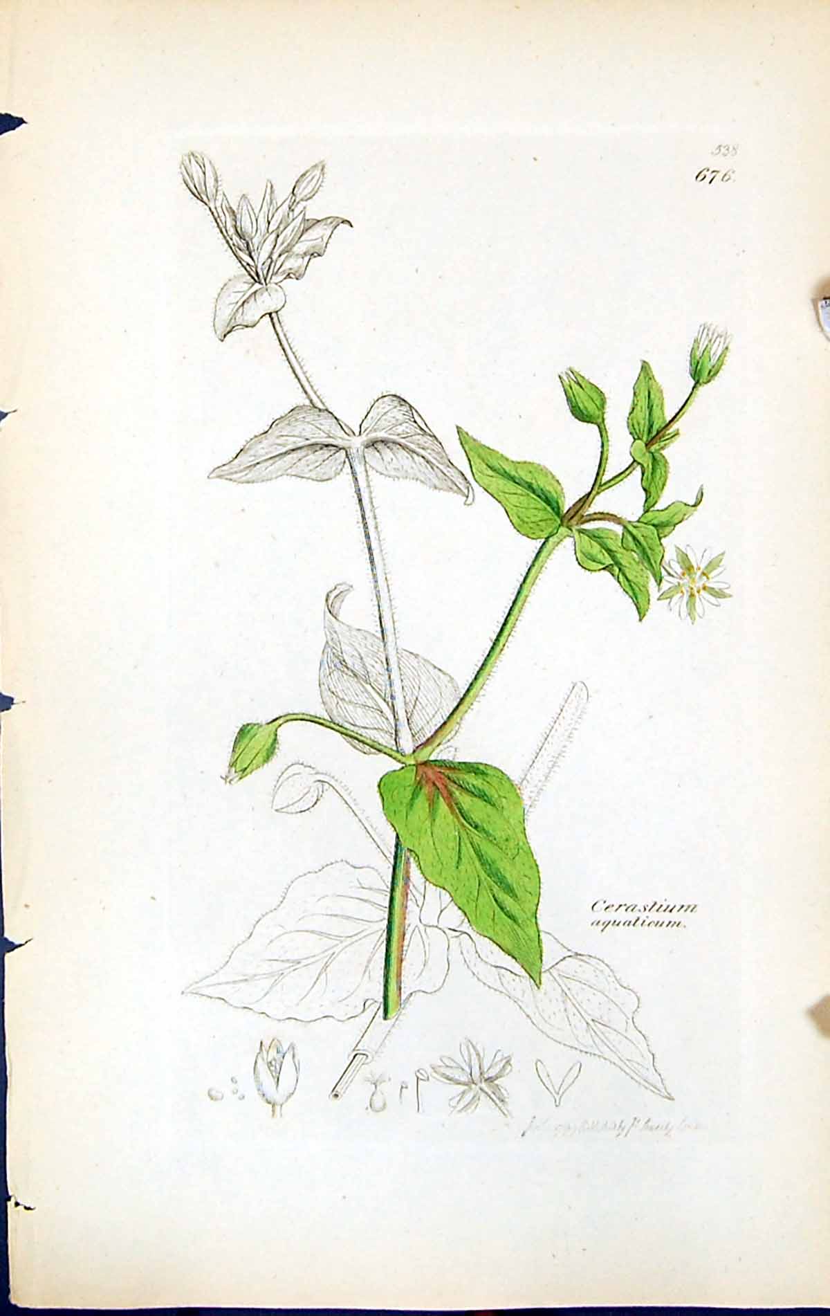 Antique Print Cerastium Aquaticum British Plants Botany 1847 Sowerby Smith 19th