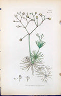 Antique Old Print Spergula Flowers British Plants Botany 1847 Sowerby Smith