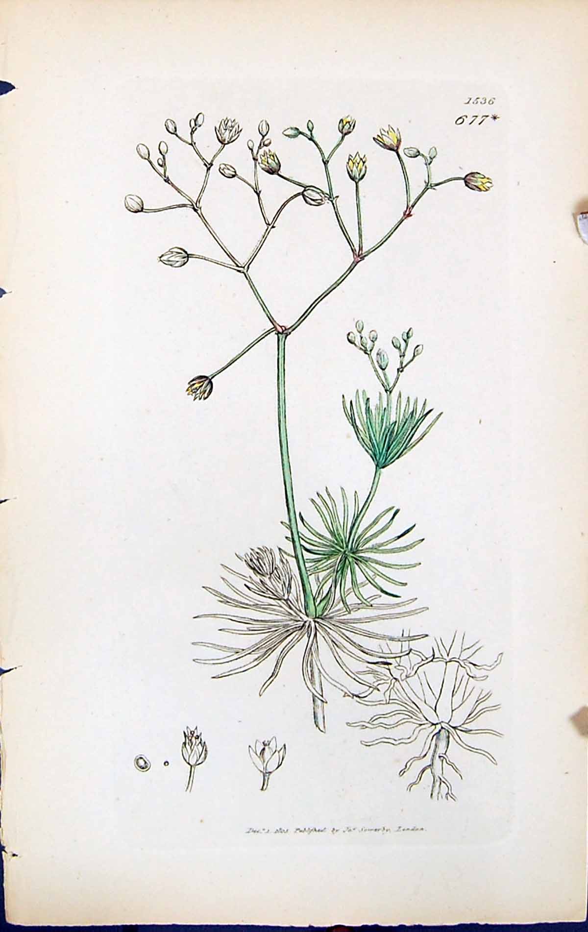 Antique Old Print Spergula Flowers British Plants Botany 1847 Sowerby Smith
