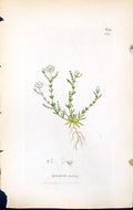 Antique Old Print Spergula Nodosa British Plants Botany 1847 Sowerby Smith 19th