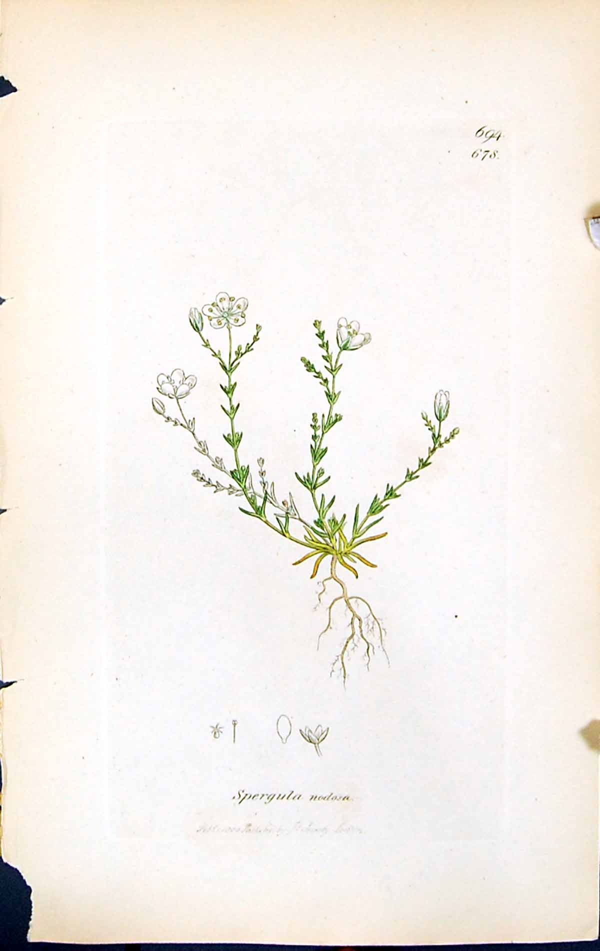 Antique Old Print Spergula Nodosa British Plants Botany 1847 Sowerby Smith 19th