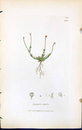 Antique Old Print Spergula Subulata British Plants Botany 1847 Sowerby Smith