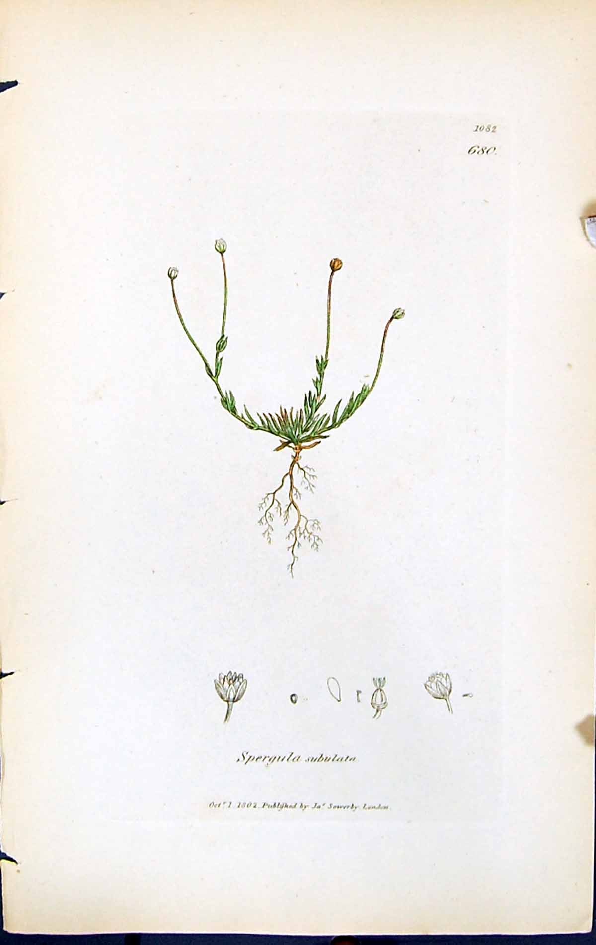 Antique Old Print Spergula Subulata British Plants Botany 1847 Sowerby Smith