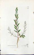 Old Print Lythrum Hyssopifolium British Plants Botany 1847 Sowerby Smith 19th