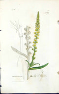 Old Print Roseda Luteola British Plants Botany 1847 Sowerby Smith Colour 19th
