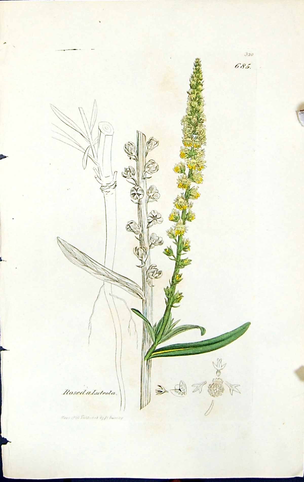 Old Print Roseda Luteola British Plants Botany 1847 Sowerby Smith Colour 19th