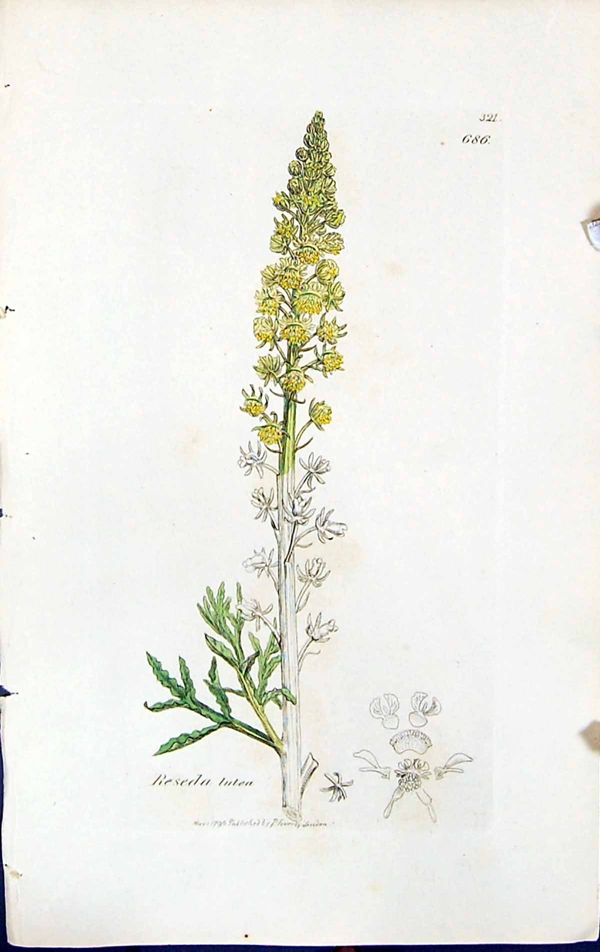 Antique Print Reseda Lutea British Plants Botany 1847 Sowerby Smith Colour