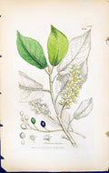 Antique Print Prunnus Padus British Plants Botany 1847 Sowerby Smith Colour