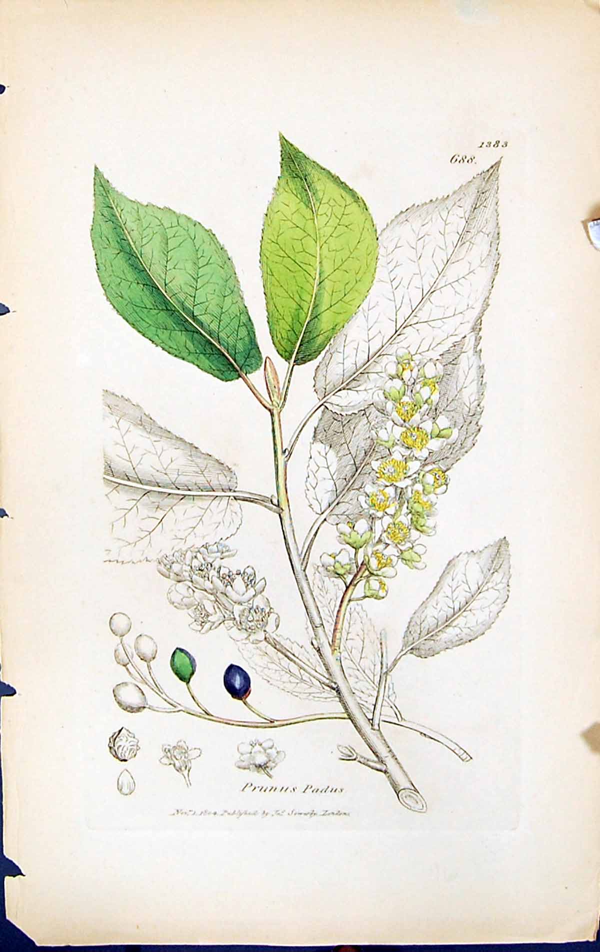 Antique Print Prunnus Padus British Plants Botany 1847 Sowerby Smith Colour