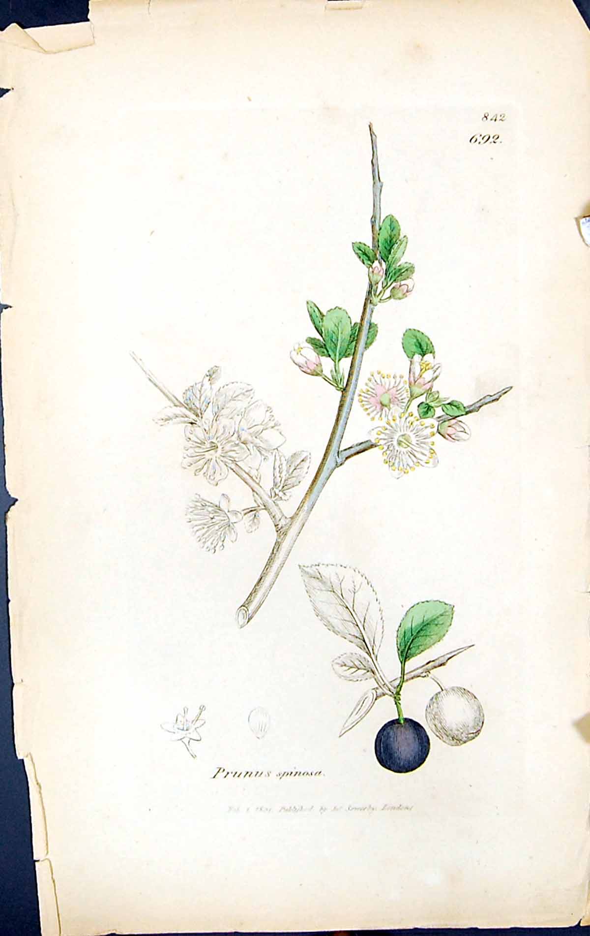 Old Print Prunus Spinosa British Plants Botany 1847 Sowerby Smith Colour 19th