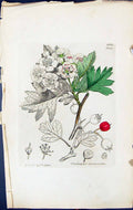 Antique Print Crataegus Oxyacantha British Plants Botany 1847 Sowerby Smith