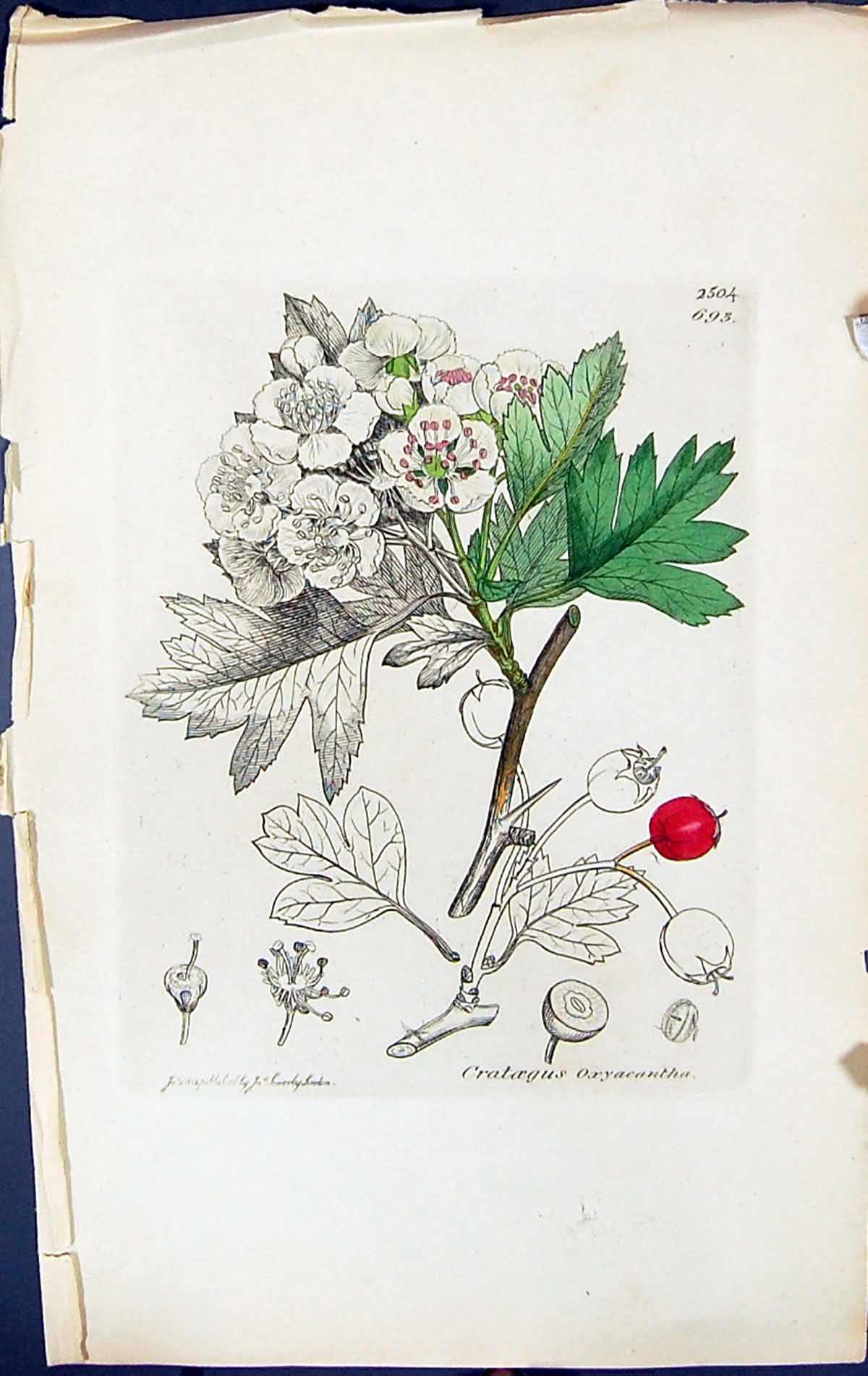 Antique Print Crataegus Oxyacantha British Plants Botany 1847 Sowerby Smith