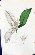 Antique Old Print Mespilus Germanica British Plants Botany 1847 Sowerby Smith