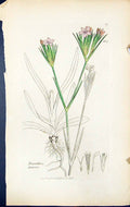 Antique Old Print Dianthus Armeria British Plants Botany 1847 Sowerby Smith