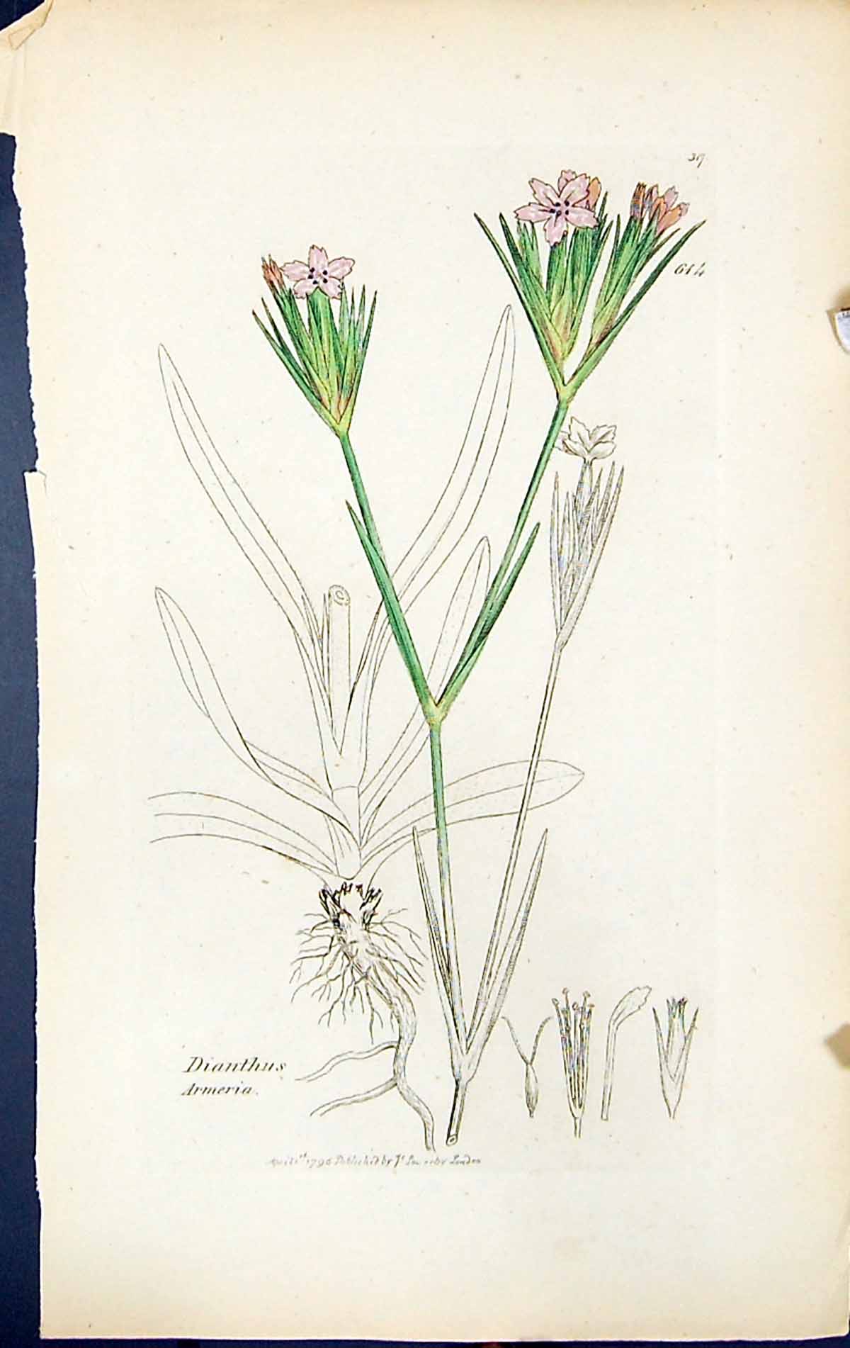 Antique Old Print Dianthus Armeria British Plants Botany 1847 Sowerby Smith