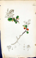 Antique Old Print Pyrus Pink Flowers British Plants Botany 1847 Sowerby Smith