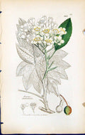 Antique Old Print Pyrus Terminalis British Plants Botany 1847 Sowerby Smith