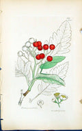 Antique Old Print Pyrus Pinnatifida British Plants Botany 1847 Sowerby Smith