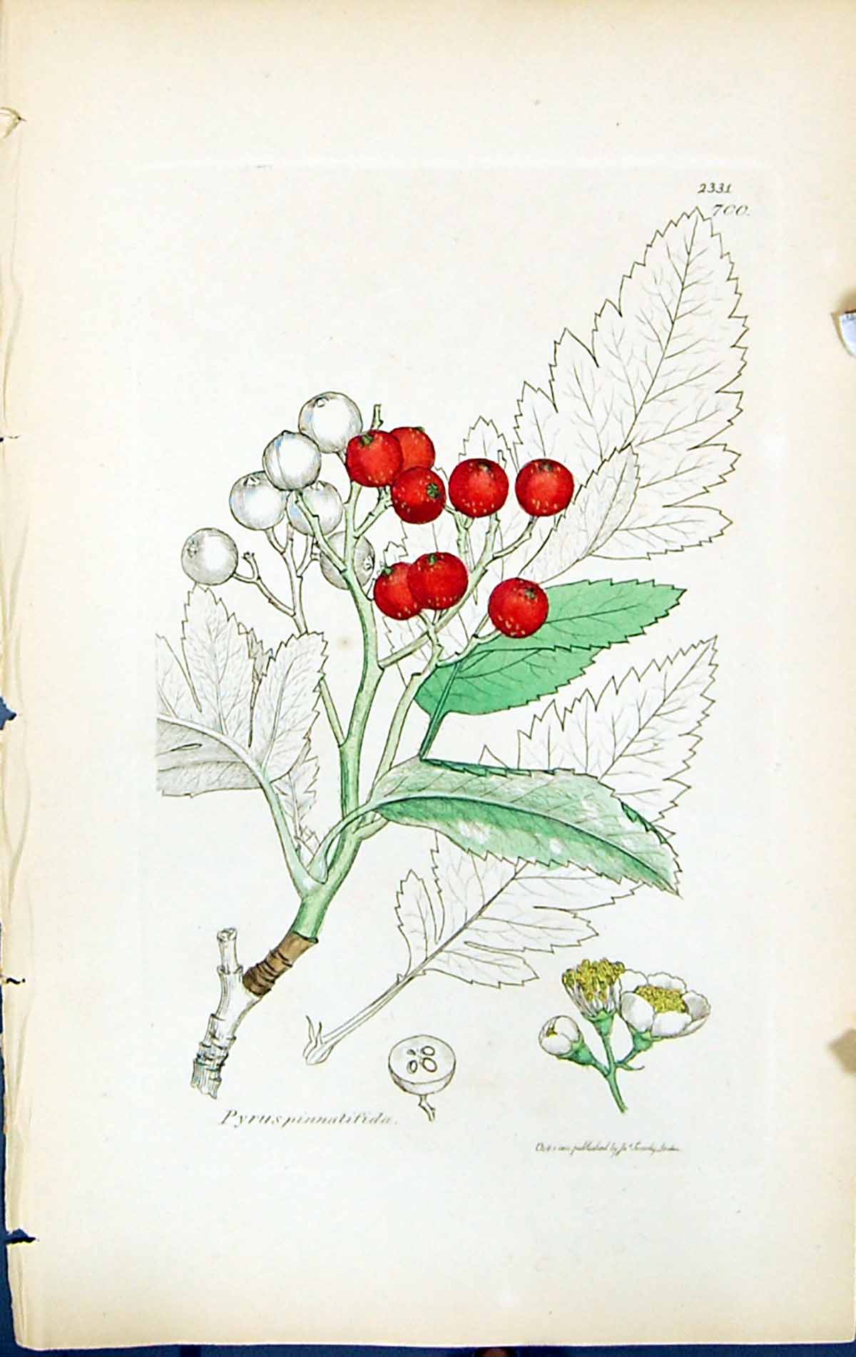 Antique Old Print Pyrus Pinnatifida British Plants Botany 1847 Sowerby Smith