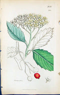 Antique Old Print Pyrus Aria British Plants Botany 1847 Sowerby Smith Colour