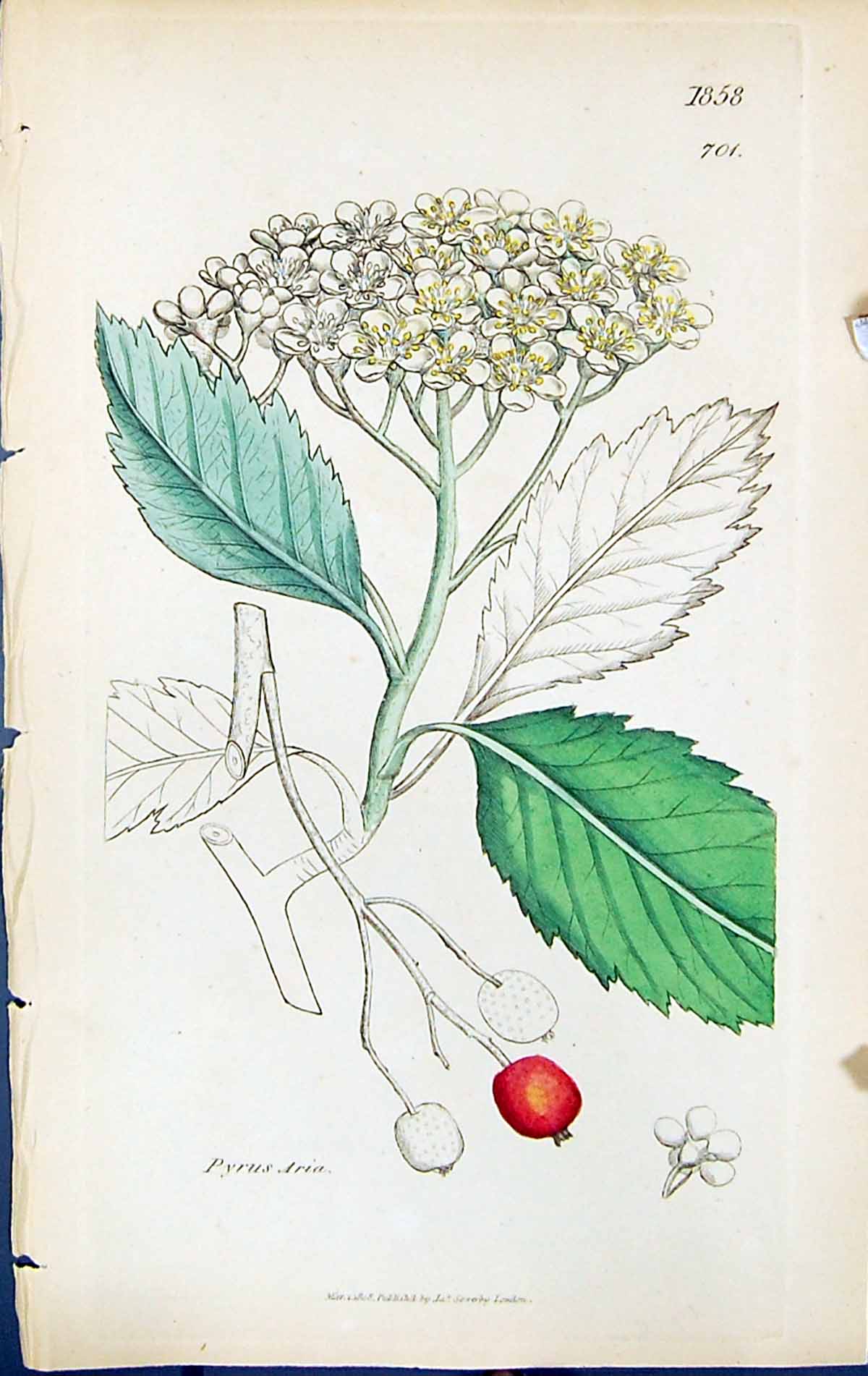 Antique Old Print Pyrus Aria British Plants Botany 1847 Sowerby Smith Colour