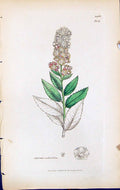Antique Print Spiraea Salicifolia British Plants Botany 1847 Sowerby Smith 19th