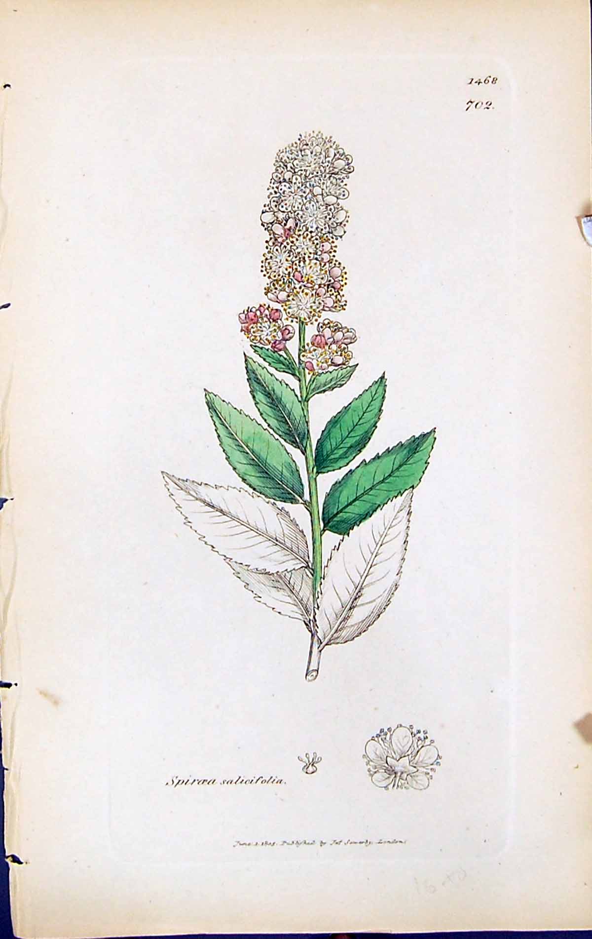 Antique Print Spiraea Salicifolia British Plants Botany 1847 Sowerby Smith 19th