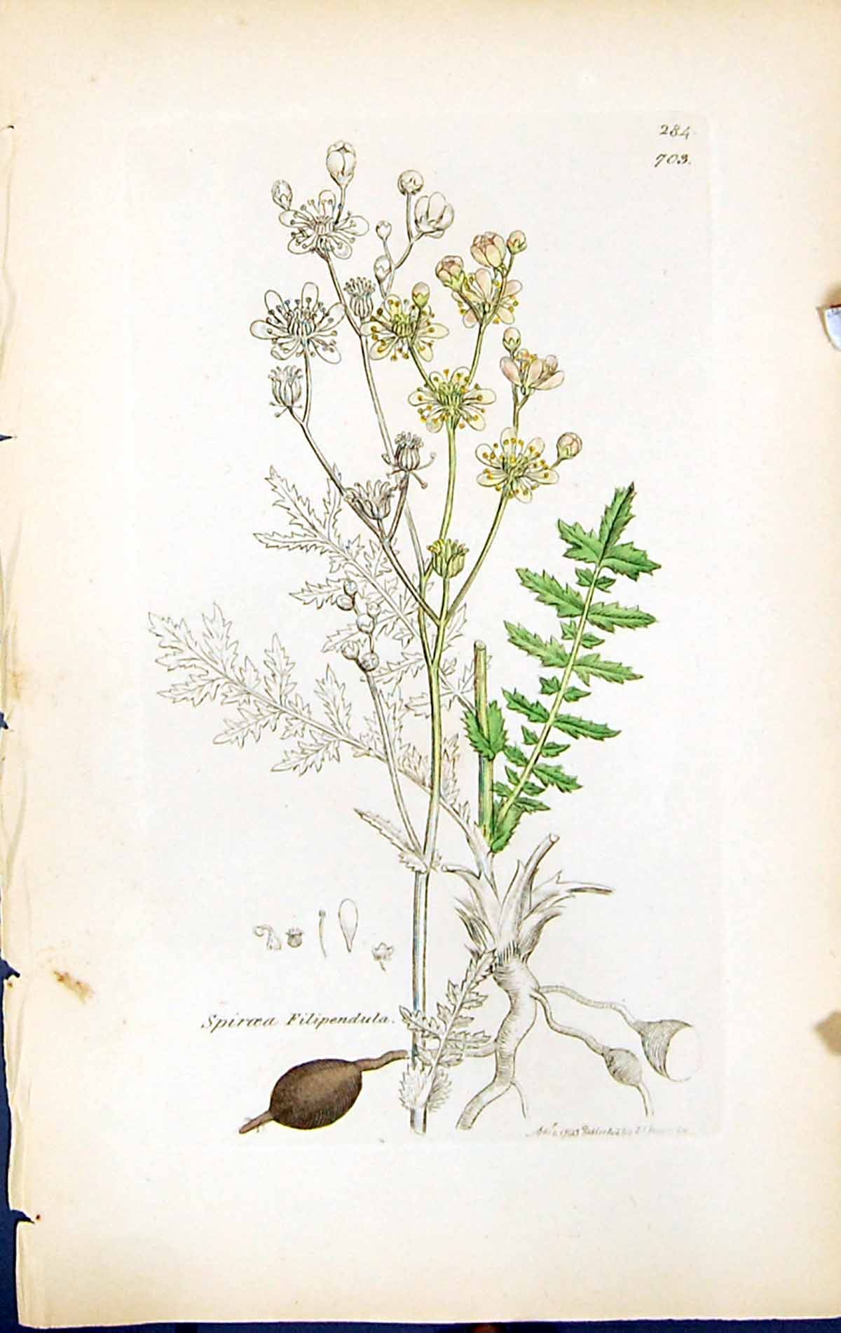 Antique Print British Plants Botany 1847 Sowerby Smith Spiraea Filipendula 19th