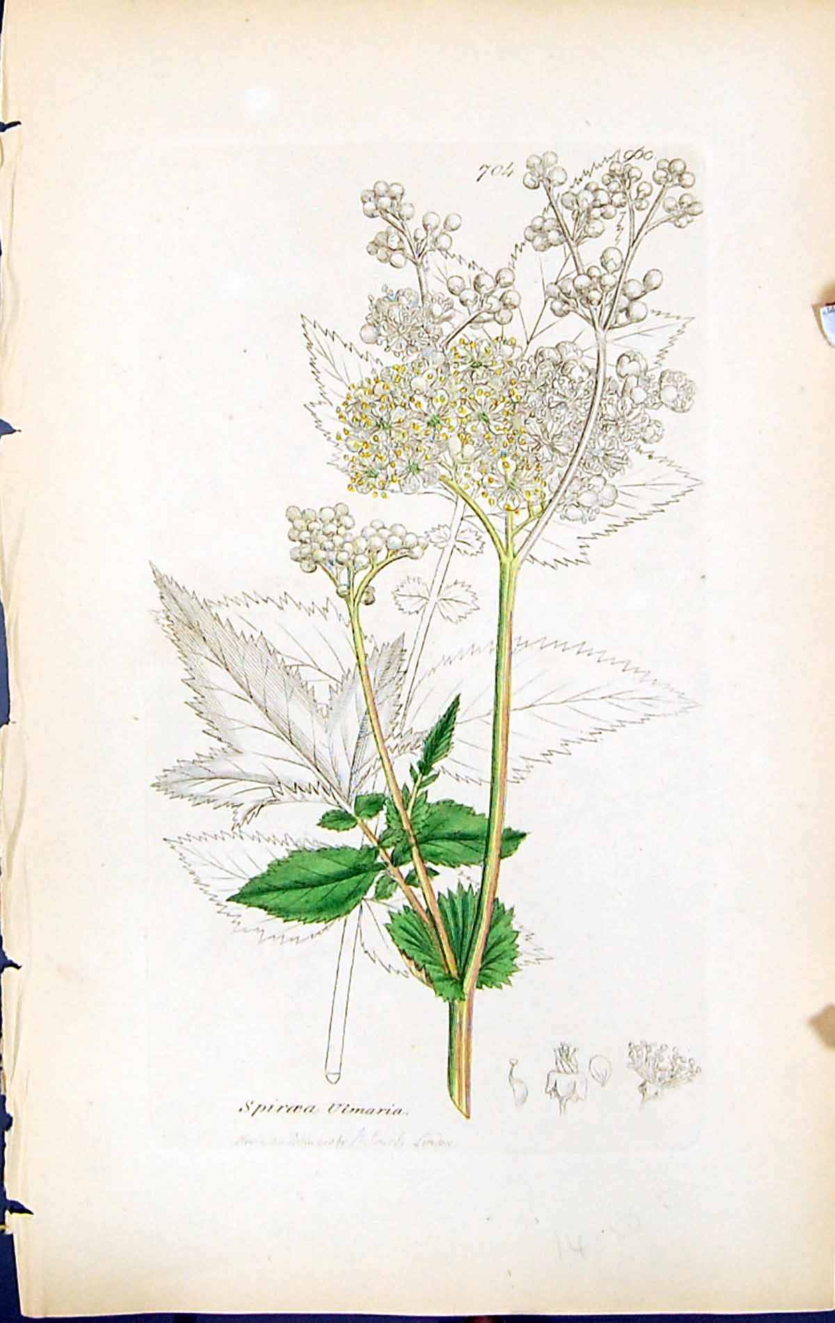 Antique Old Print Spiraea Ulmaria British Plants Botany 1847 Sowerby Smith 19th