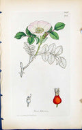 Old Print Rosa Hibernica British Plants Botany 1847 Sowerby Smith Colour 19th
