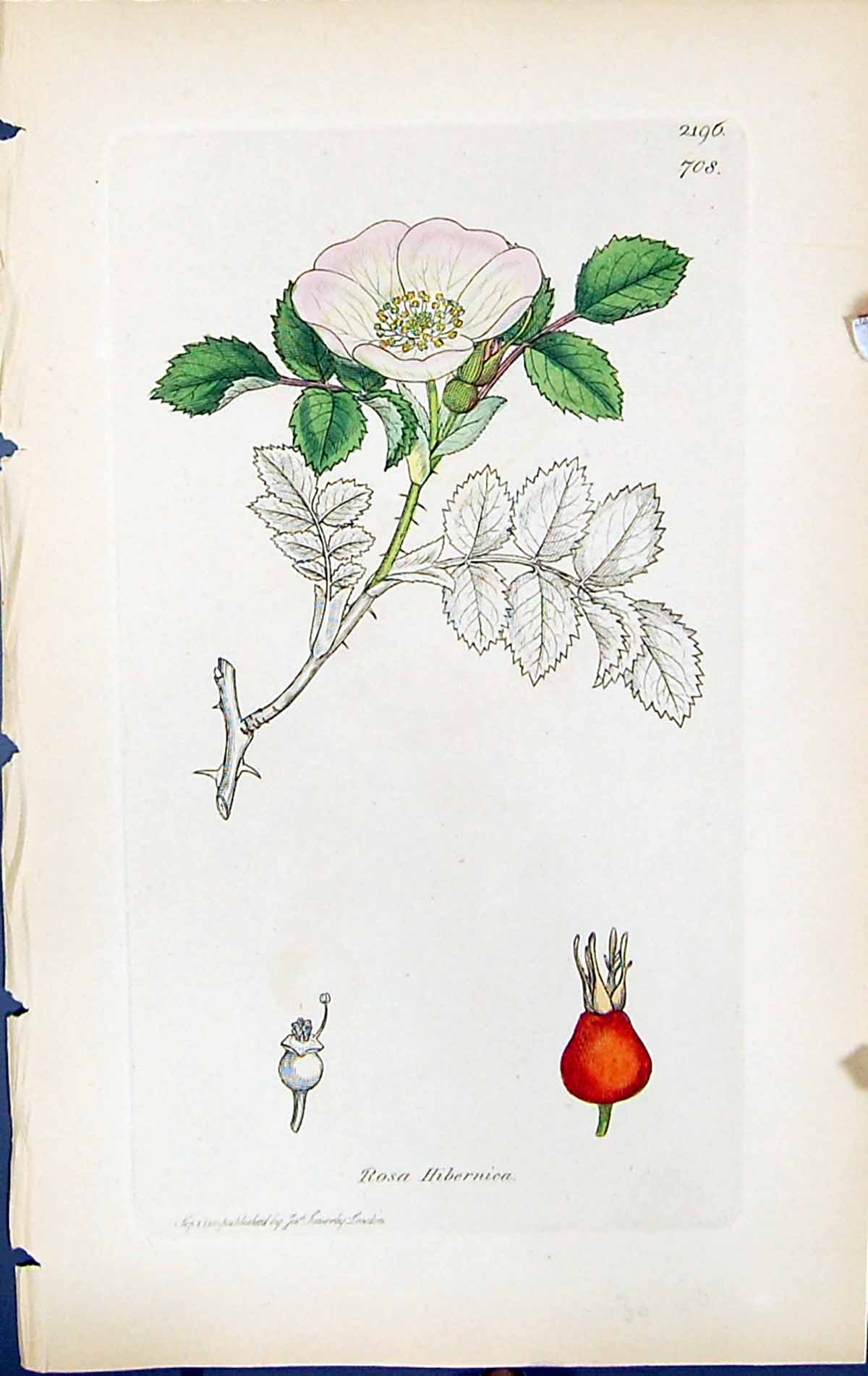 Old Print Rosa Hibernica British Plants Botany 1847 Sowerby Smith Colour 19th