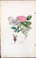 Antique Old Print Rosa Mollis British Plants Botany 1847 Sowerby Smith Colour