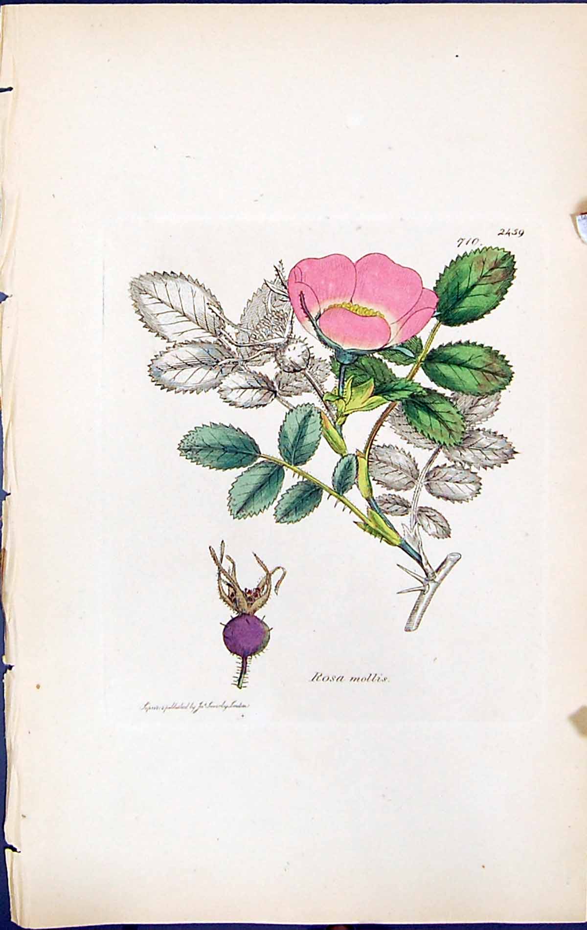 Antique Old Print Rosa Mollis British Plants Botany 1847 Sowerby Smith Colour