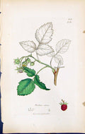 Antique Print Rubus Idaeus British Plants Botany 1847 Sowerby Smith Colour 19th