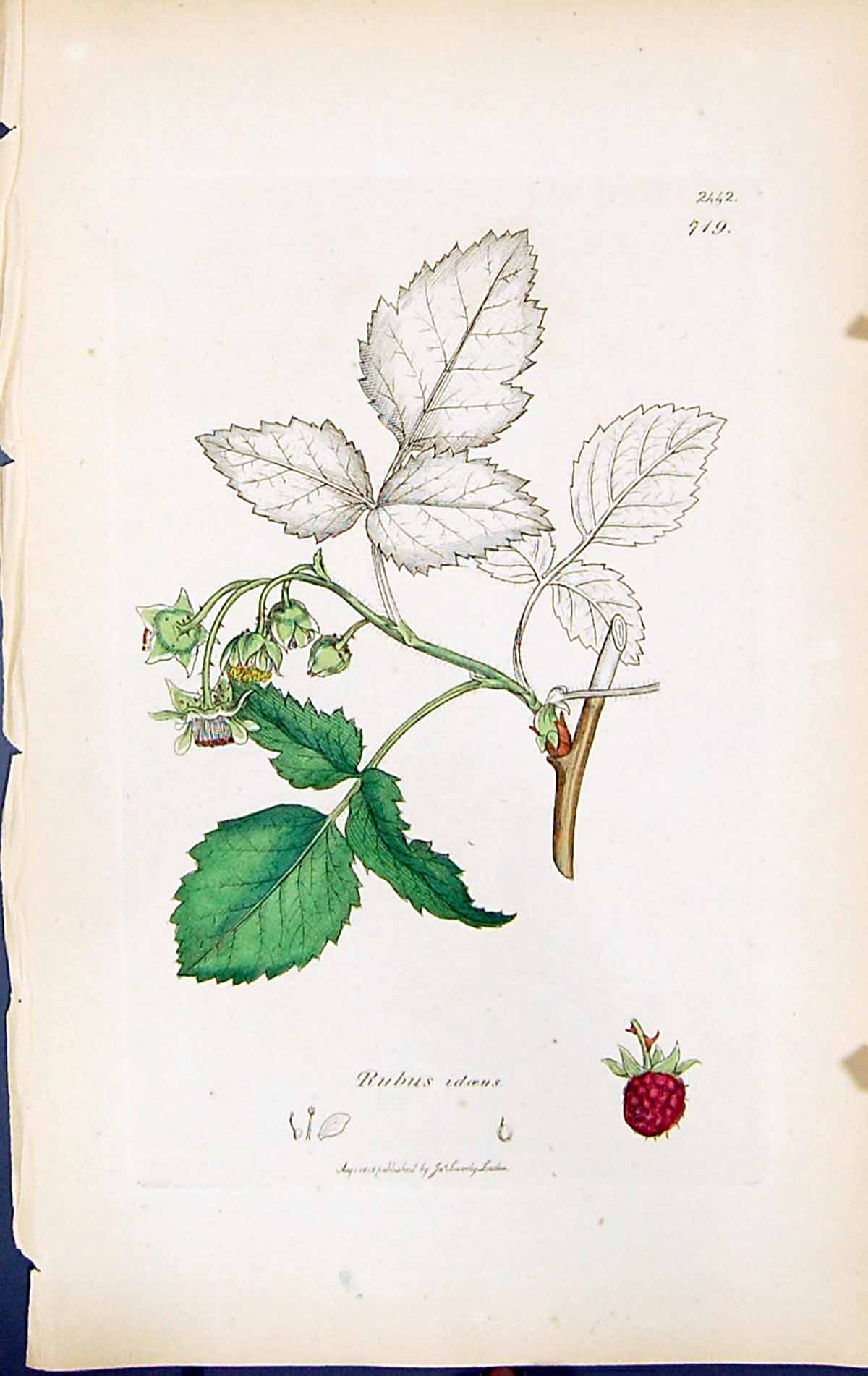 Antique Print Rubus Idaeus British Plants Botany 1847 Sowerby Smith Colour 19th