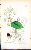 Antique Old Print Rubus Suberectus British Plants Botany 1847 Sowerby Smith