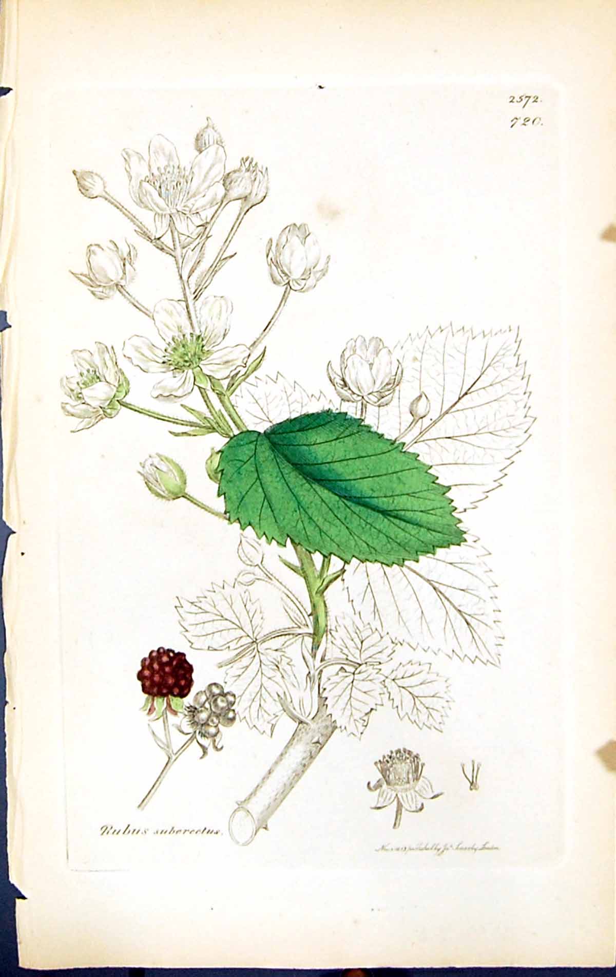Antique Old Print Rubus Suberectus British Plants Botany 1847 Sowerby Smith