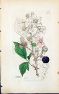 Antique Old Print Rubus Fruticosus British Plants Botany 1847 Sowerby Smith
