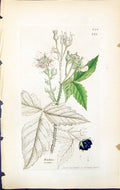 Antique Print Rubus Caesius British Plants Botany 1847 Sowerby Smith Colour