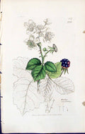 Antique Print Rubus Corylifolius British Plants Botany 1847 Sowerby Smith 19th