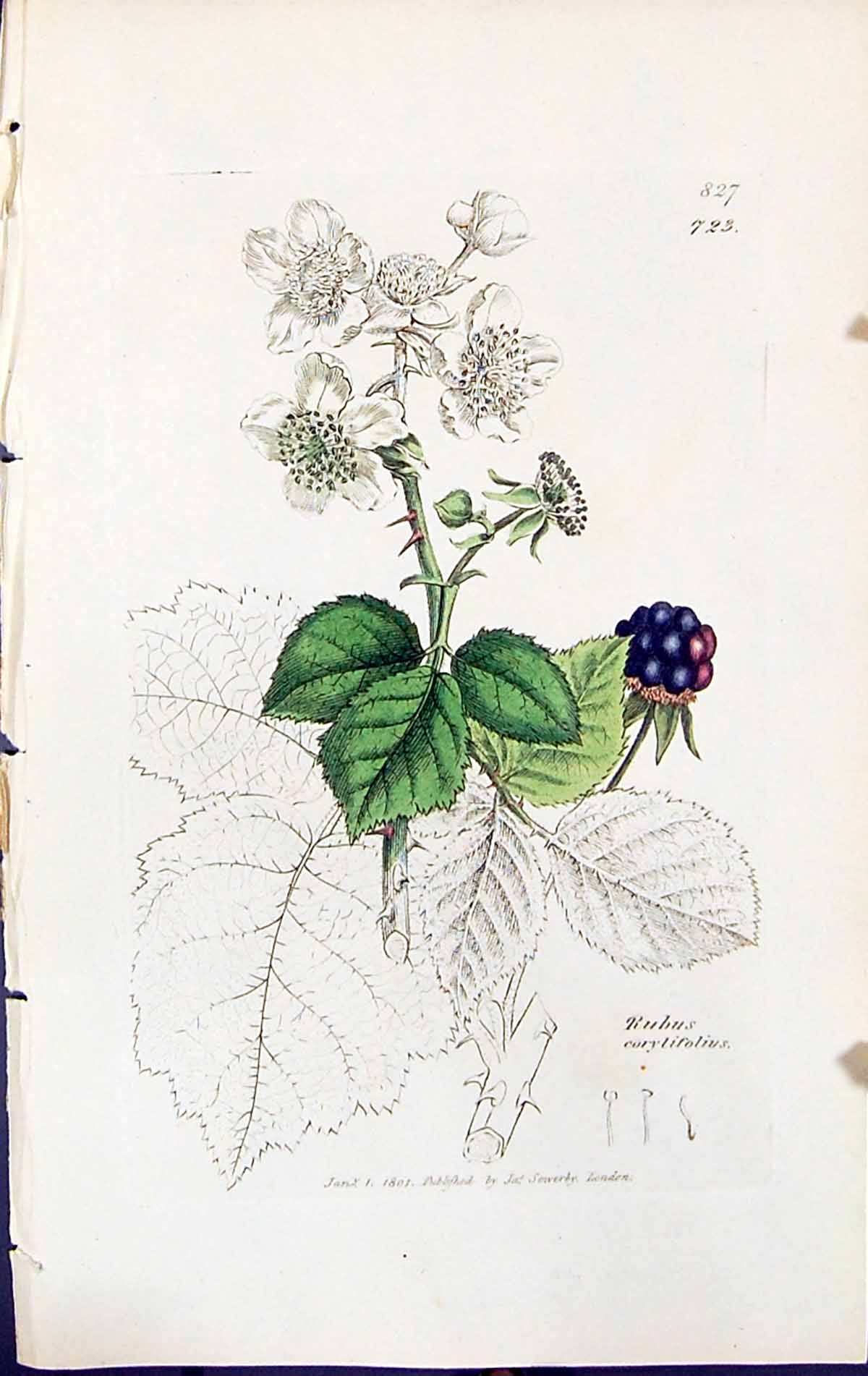 Antique Print Rubus Corylifolius British Plants Botany 1847 Sowerby Smith 19th