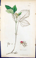 Antique Old Print Rubus Saxatilis British Plants Botany 1847 Sowerby Smith 19th