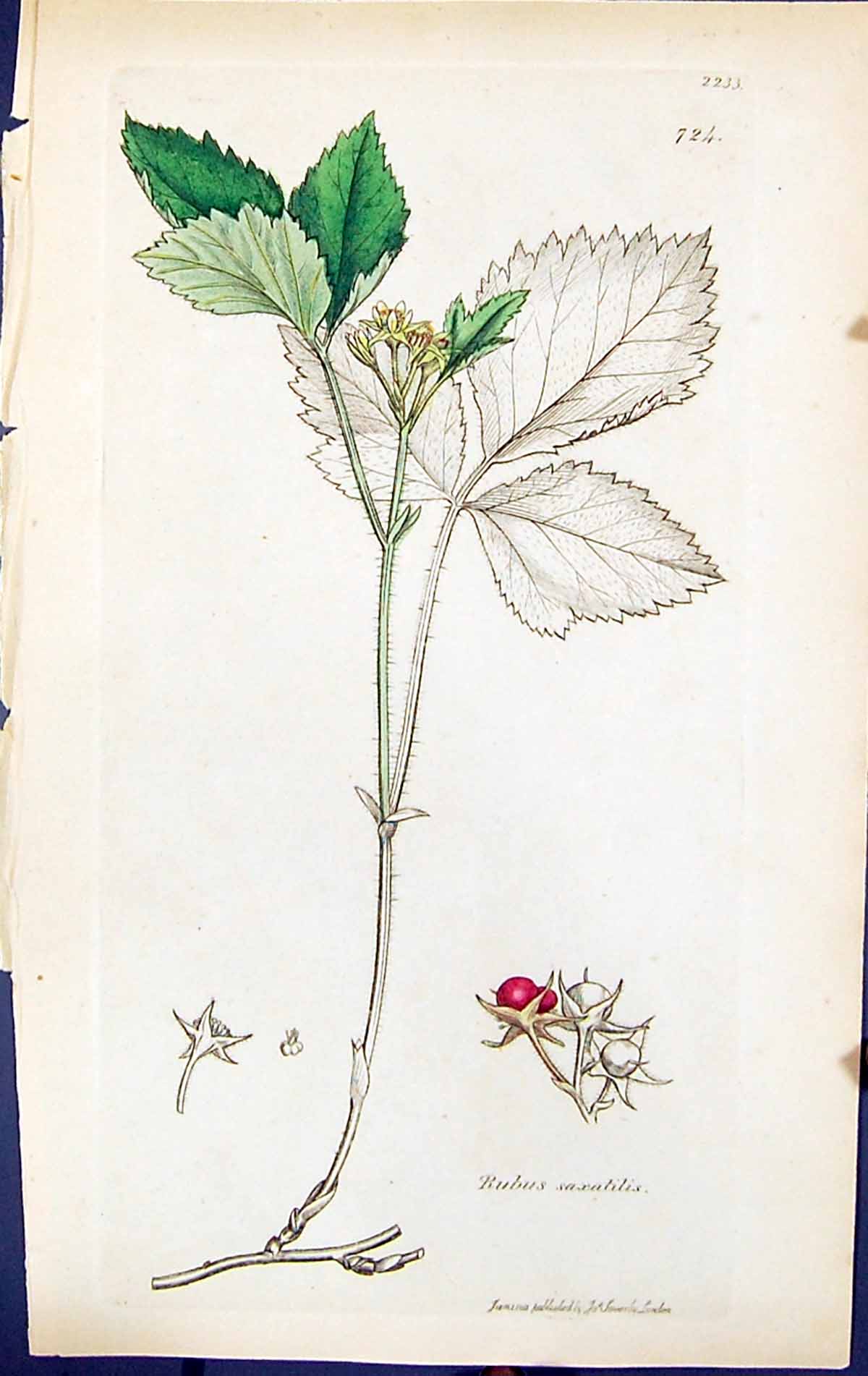 Antique Old Print Rubus Saxatilis British Plants Botany 1847 Sowerby Smith 19th