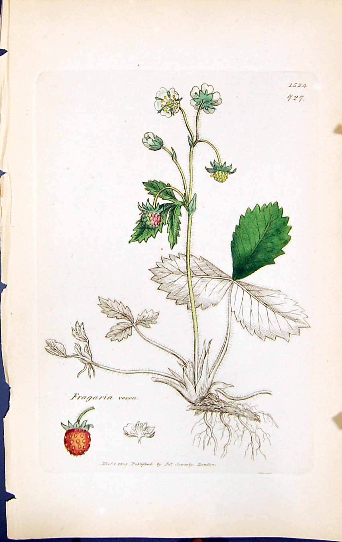 Old Print Fragaria Vesca British Plants Botany 1847 Sowerby Smith Colour 19th