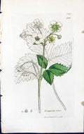 Antique Old Print Fragaria Elatior British Plants Botany 1847 Sowerby Smith