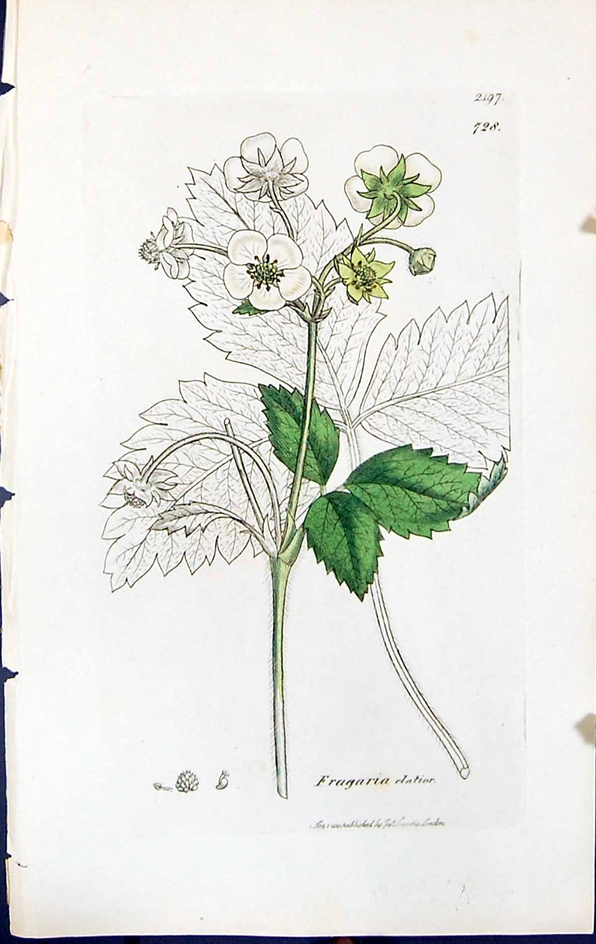 Antique Old Print Fragaria Elatior British Plants Botany 1847 Sowerby Smith