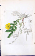 Antique Print Potentilla Anserina British Plants Botany 1847 Sowerby Smith 19th